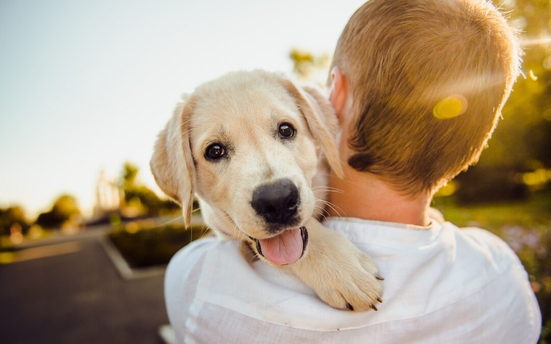 Heartwarming Animal Rescue Success Stories in Greene County, NY